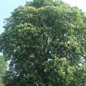 Aesculus hippocastanum